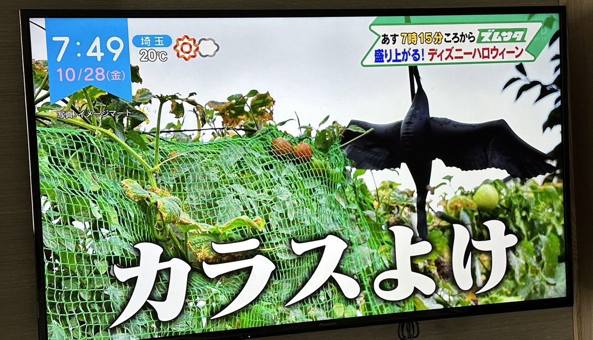 violetenko's tweet photo. ということで明日10/29(土)のズムサタに、仮装仲間のドリミ妖精さんたち＆私の着物マレフィセントが映ります！どうぞご覧くださいませ🐉 

※私の着物よりも何よりもパレード衣装を完コピした私たちのフェアリーゴッドマザーColyさん制作の衣装をじっくりご鑑賞くださいね〜〜〜❤💚💙✨ https://t.co/1snXrflc5m