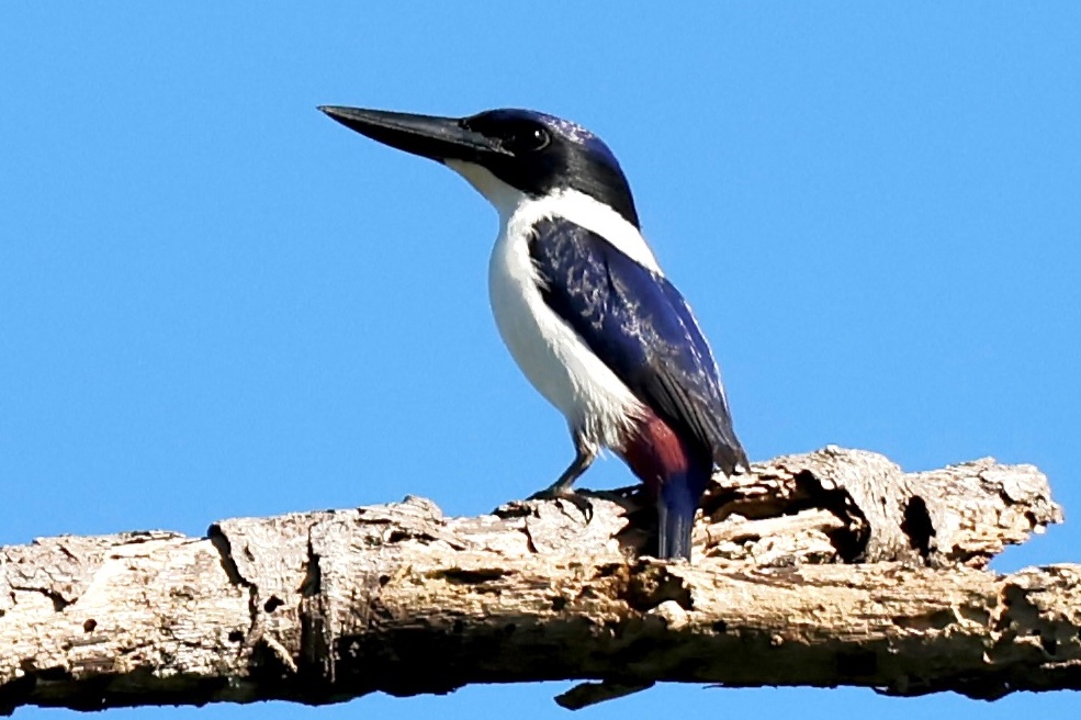 #BirdsSeenIn2022 Another very handsome Solomons endemic is the Ultramarine Kingfisher (Todiramphus leucopygius). It's one of the few birds of the world to sport a mauve vent. <a href="/Britnatureguide/">The British Nature Guide</a> <a href="/birdsoftheworld/">Birds of The World: The Cornell Lab</a> <a href="/Pacific_Birds/">Pacific Birds</a> #solomonislands