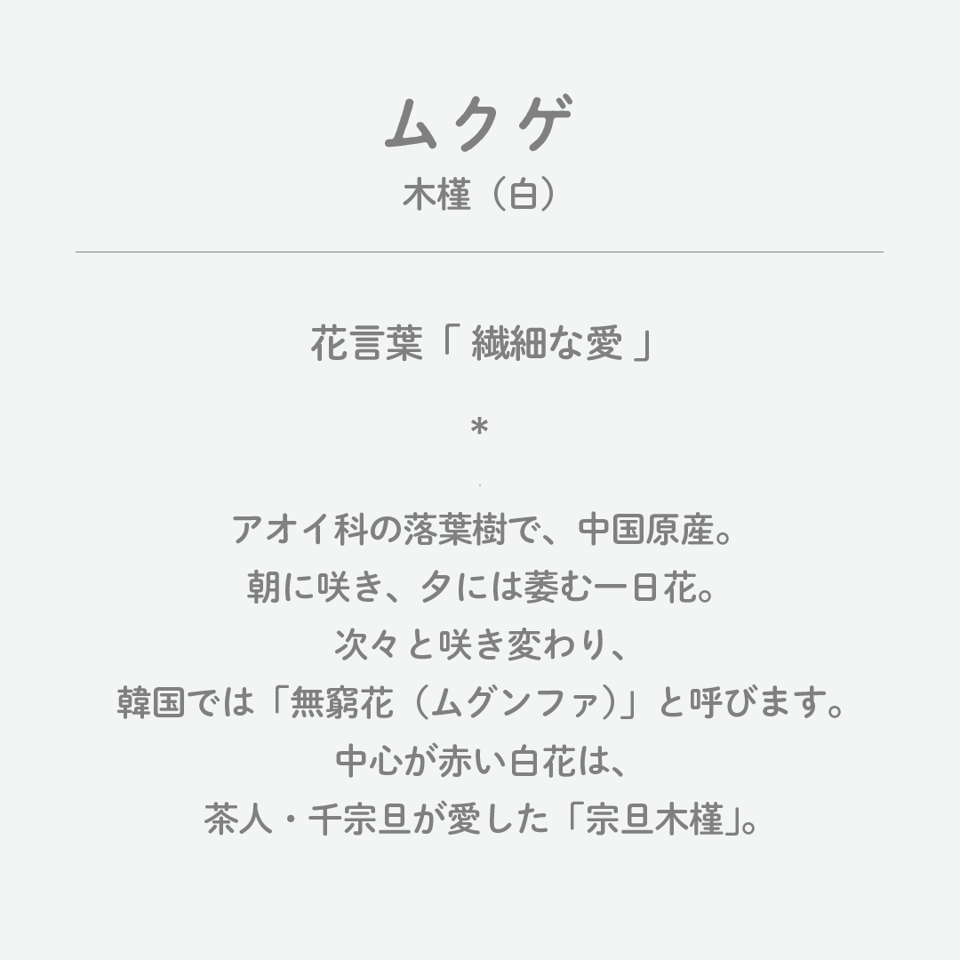 تويتر 暦生活 こよみせいかつ 10周年 على تويتر 今日の誕生花は ムクゲ 木槿 白 花言葉は 繊細な愛 です 朝に咲き 夕には萎む一日花です 次々と咲き変わり 韓国では 無窮花 ムグンファ と呼びます 中心が赤い白花は 茶人 千宗旦が愛 تويتر 暦生活 こよみせいかつ 10周年 على تويتر 今日の誕生花は ムクゲ 木槿 白 花言葉は 繊細な愛 です 朝に咲き 夕には萎む一日花です 次々と咲き変わり 韓国では 無窮花 ムグンファ と呼びます 中心が赤い白花は 茶人 千宗旦が愛