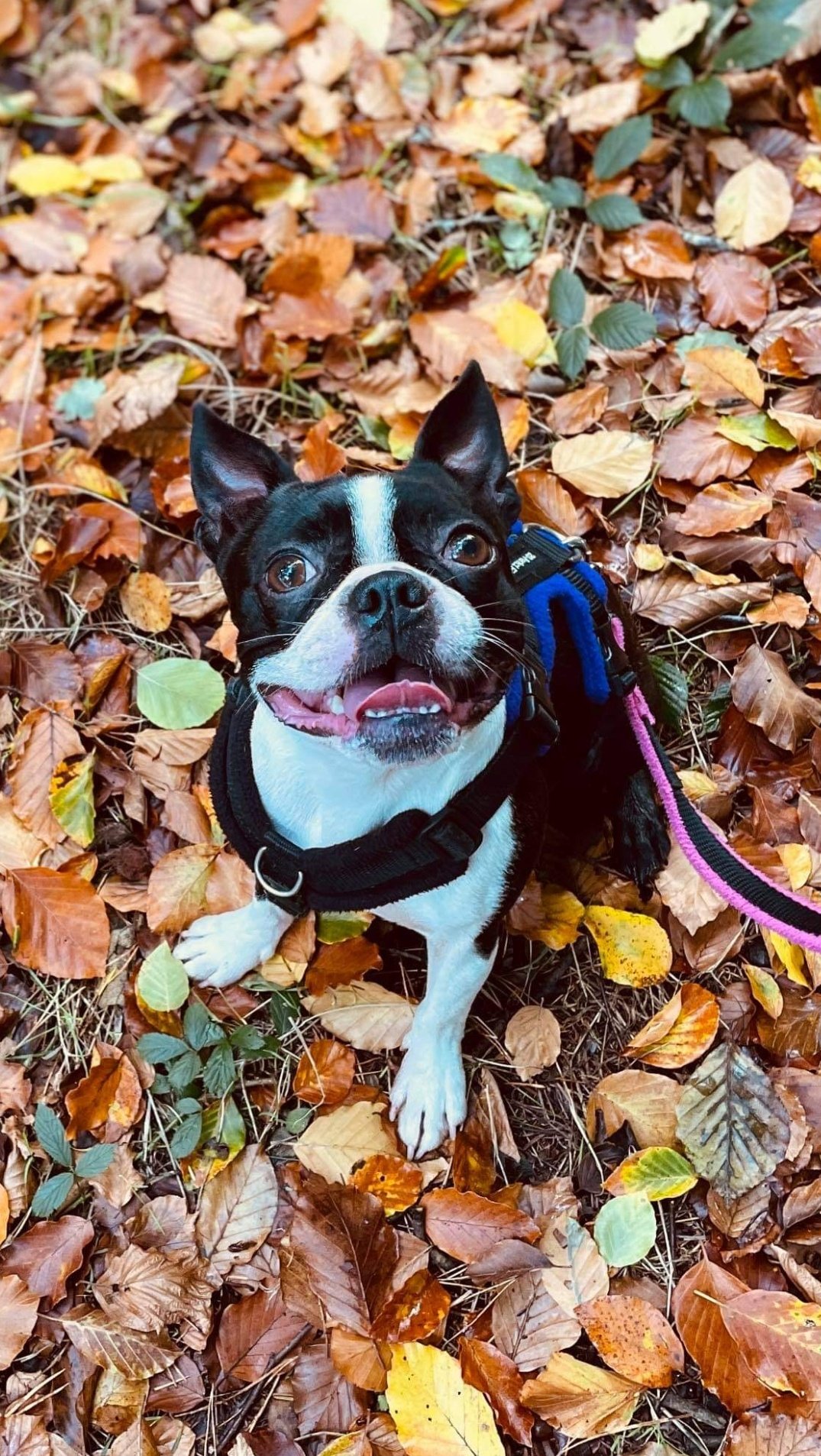 Why Do Boston Terriers Burrow Under The Covers