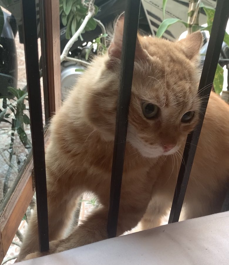 kochengfs's tweet photo. 🐈 maleeenkkkkk https://t.co/acSYdIhSkb