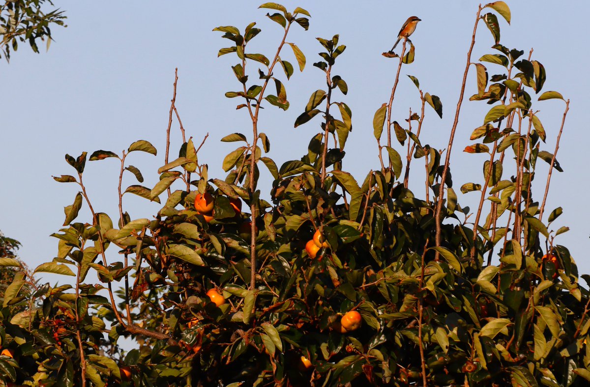2秒以内にモズを見つけたら、リツイート！！

#日本野鳥の会ひょうご