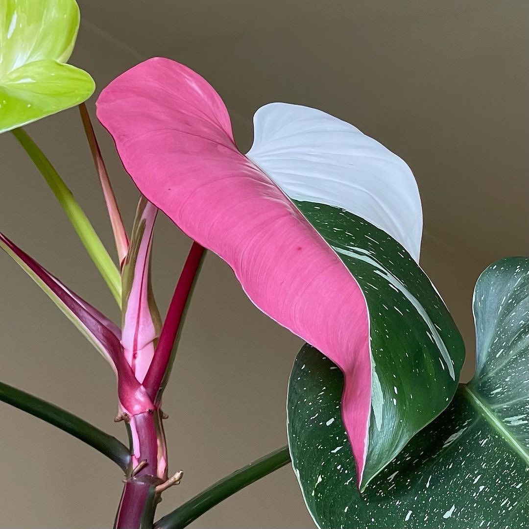💚Philodendron 🤍WhitePrincess 💕🌿 monumental pink moment! has this ever happened to your whitePrincessPhilo?👀

Credits @plantonis
#plantsMakePeopleHappy #plantlover #picturethisai #philodendron