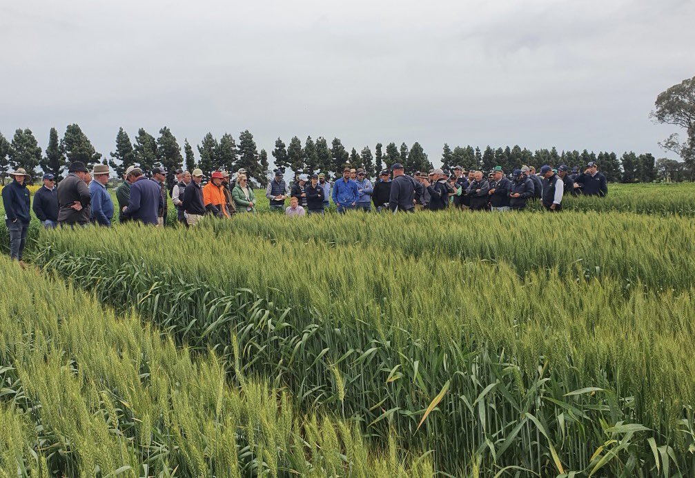 Great roll up to our annual spring field day #always2ndweekinoctober <a href="/kalyx_australia/">Eurofins Kalyx</a> <a href="/HThomo95/">Hayden Thompson</a> <a href="/Farm_Link/">FarmLink Research</a>