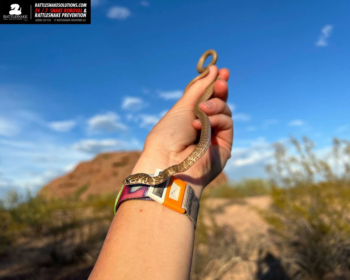 This little Coachwhip was in the locker room at the Papago Sports Complex. Thankfully she was able to use a hose to convince the little guy to come out of hiding under the lockers.