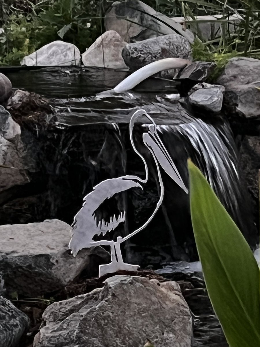 HopeNote's tweet image. Thanks Eileen for the beautiful gift! This pelican watches over my pond. ❤️ #mymetalbird #metalart #pelicanart #pond #metalbirdglobalartproject