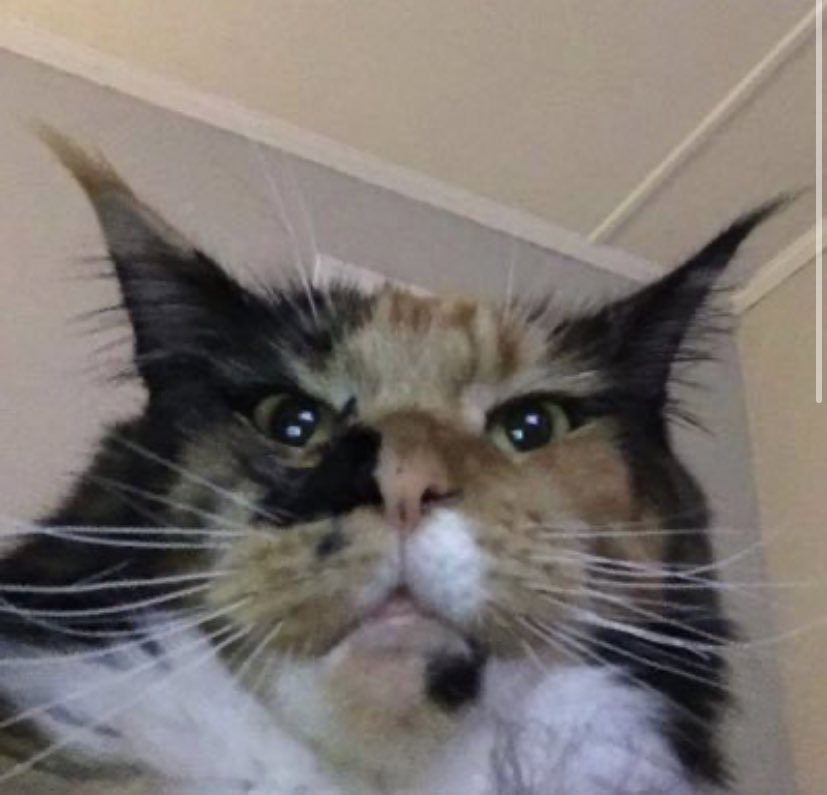 bigbeefkitty's tweet image. Good evening. “Big Lou” was a 4 year sociological study conducted by Harvard University. We are now complete with our study.