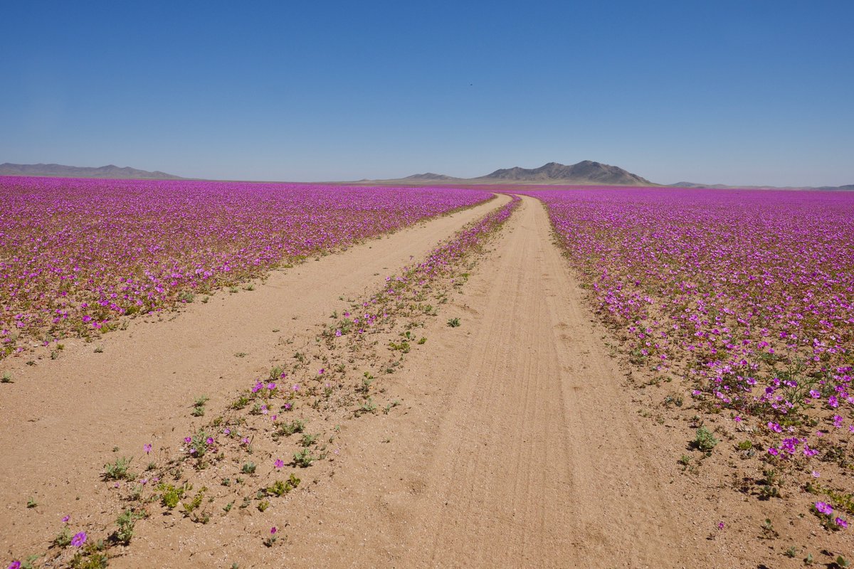 The world's driest desert is in bloom! #atacama #chile

Read more: euronews.com/green/2022/10/…