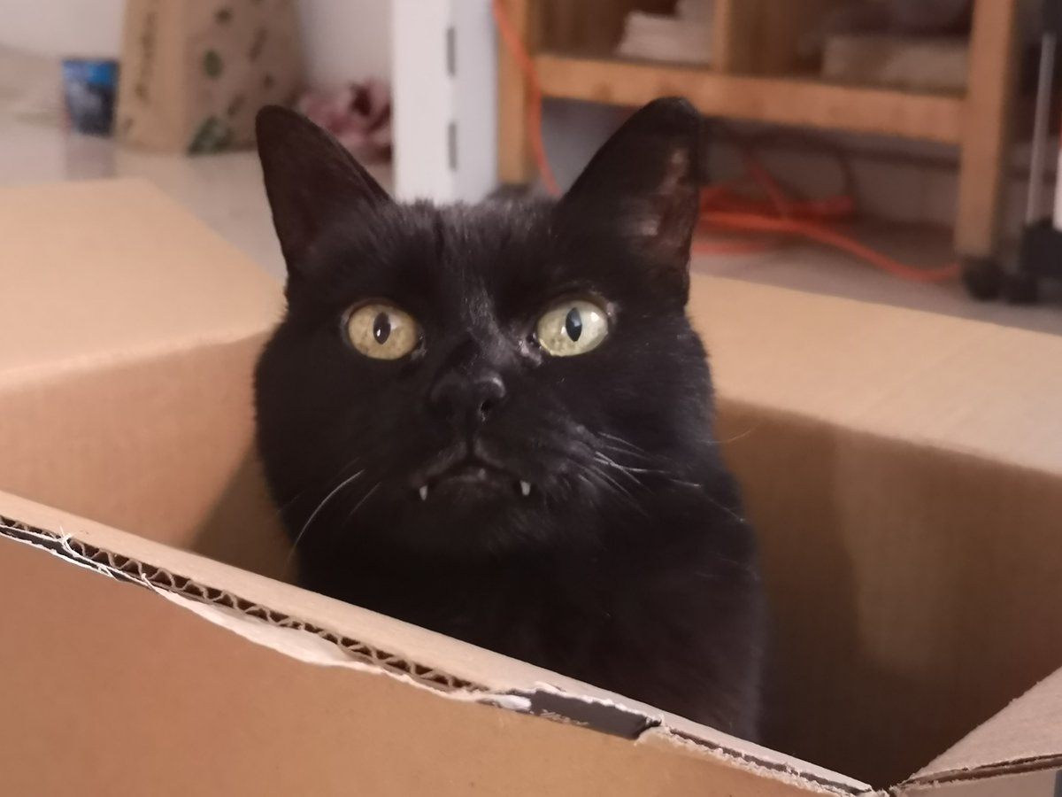 ake_rubio's tweet image. Ella era Pash y fue mi compañera por casi 22 años de vida, una gatita increíble a la cual amé demasiado y que me enseño mucho de la vejez.

Pero más allá de contar su historia, quiero compartir algunas de las enseñanzas que ella me dejó de cómo es cuidar un gato geriátrico. 🧵