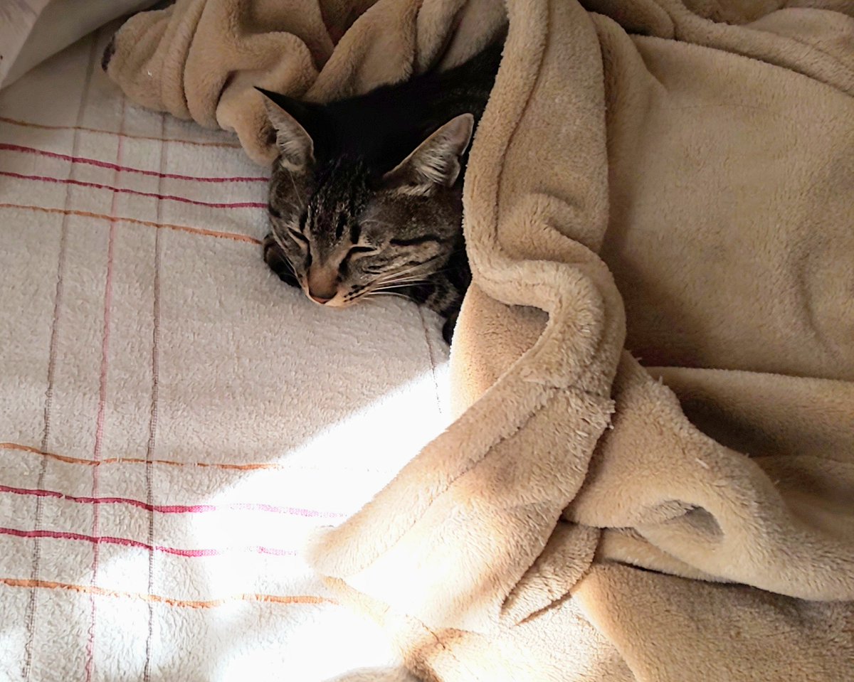 cat blanket no humans animal focus sunlight sleeping lying  illustration images