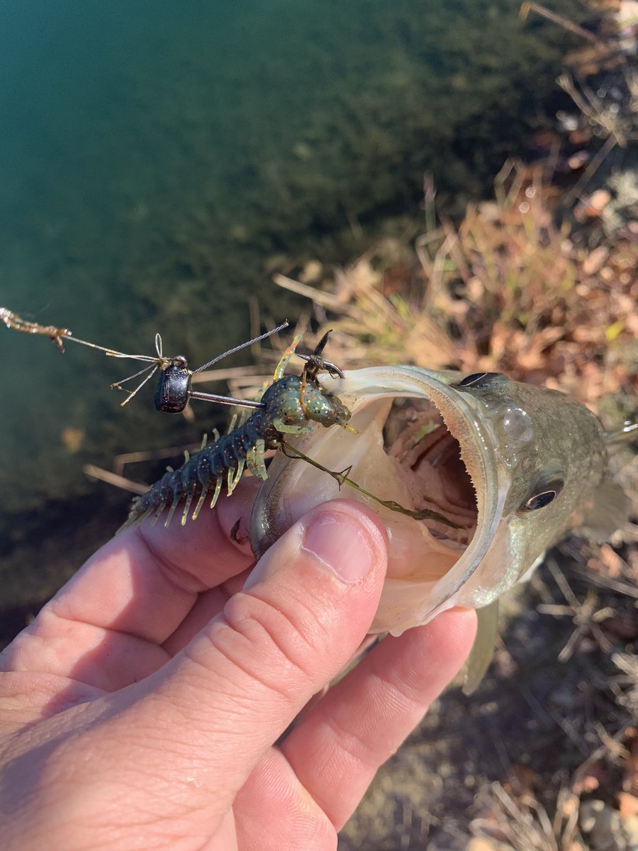 DoubleLFishing7's tweet image. The guys with #Chubbyrods sure know what they are doing in Atmore Alabama!! These rods are great!! Super sensitive and plenty of backbone!! As you can see the bass loved these #Nikkobaits the #Hellgrammite and the #SuperNed !!  This combination is a perfect pair!!
