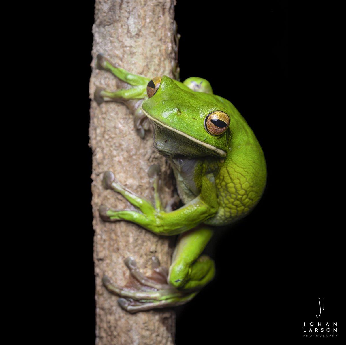 johanLphoto's tweet photo. Happy #FrogFriday !

The white-lipped #treefrog is the largest tree frog in the world. This one was photographed in the #Daintree national park a few weeks ago. #wildlifephotography #wildlife #australia https://t.co/AWngfoMLRQ