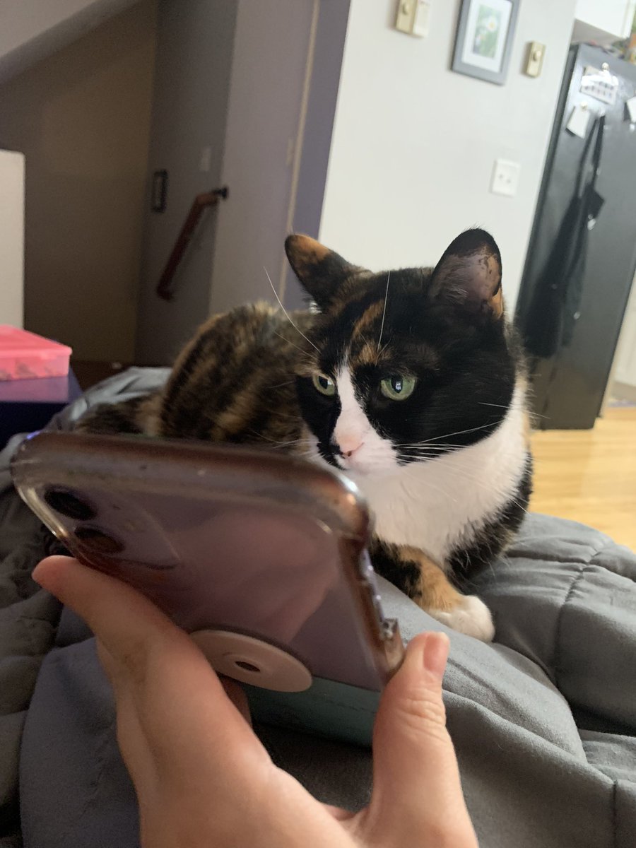 ShawnBryde's tweet photo. Words don’t describe tootsie, but these pictures do the job I think. Happy cat day to toody pop https://t.co/2g4yftL8sX