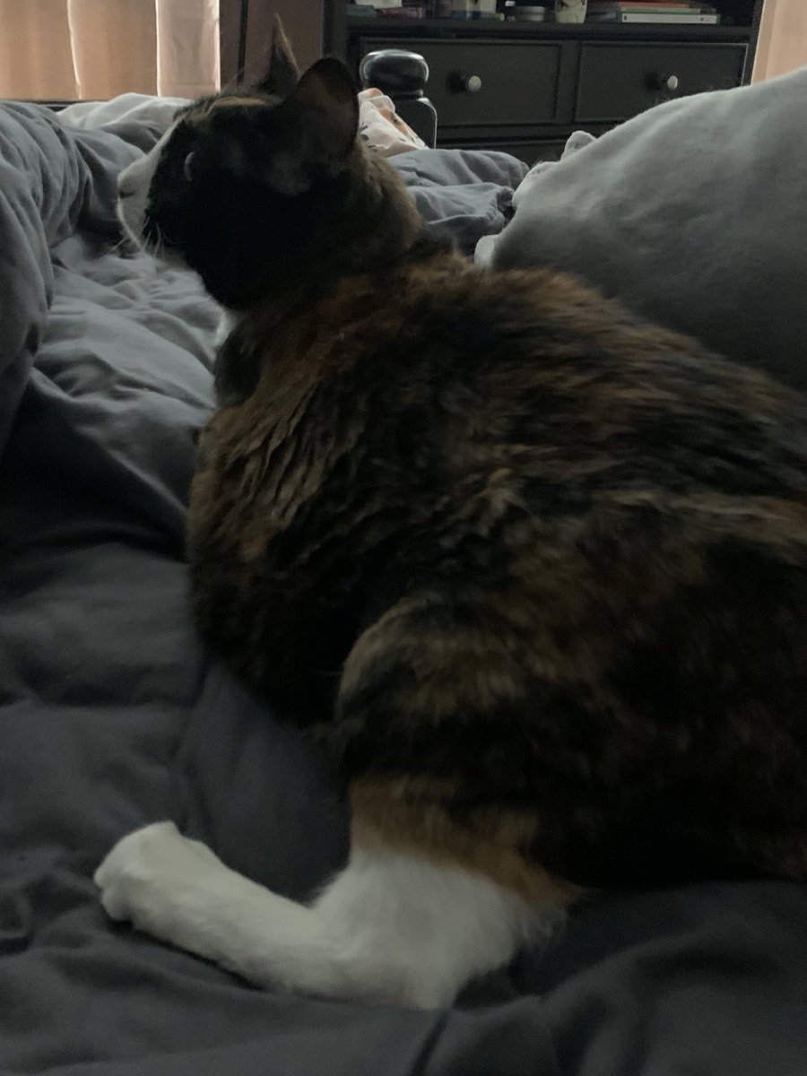 ShawnBryde's tweet photo. Words don’t describe tootsie, but these pictures do the job I think. Happy cat day to toody pop https://t.co/2g4yftL8sX