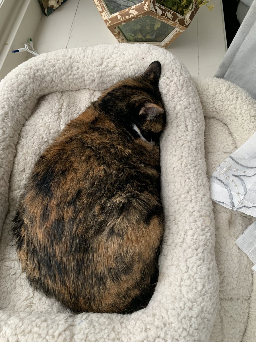 ShawnBryde's tweet photo. Words don’t describe tootsie, but these pictures do the job I think. Happy cat day to toody pop https://t.co/2g4yftL8sX