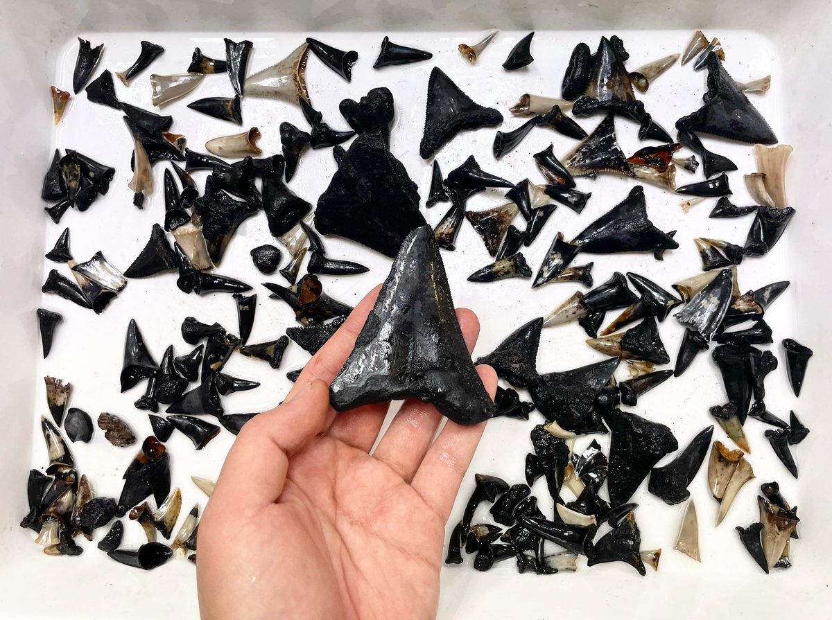 FishGuyKai's tweet photo. What do you do with over 700 fossil shark teeth? You make a shark out of it! What an incredible haul and what a valuable resource this expedition has been for paleo shark science! 

#RVInvestigator #InvestigatingtheIOT https://t.co/GmscLFR2Wj