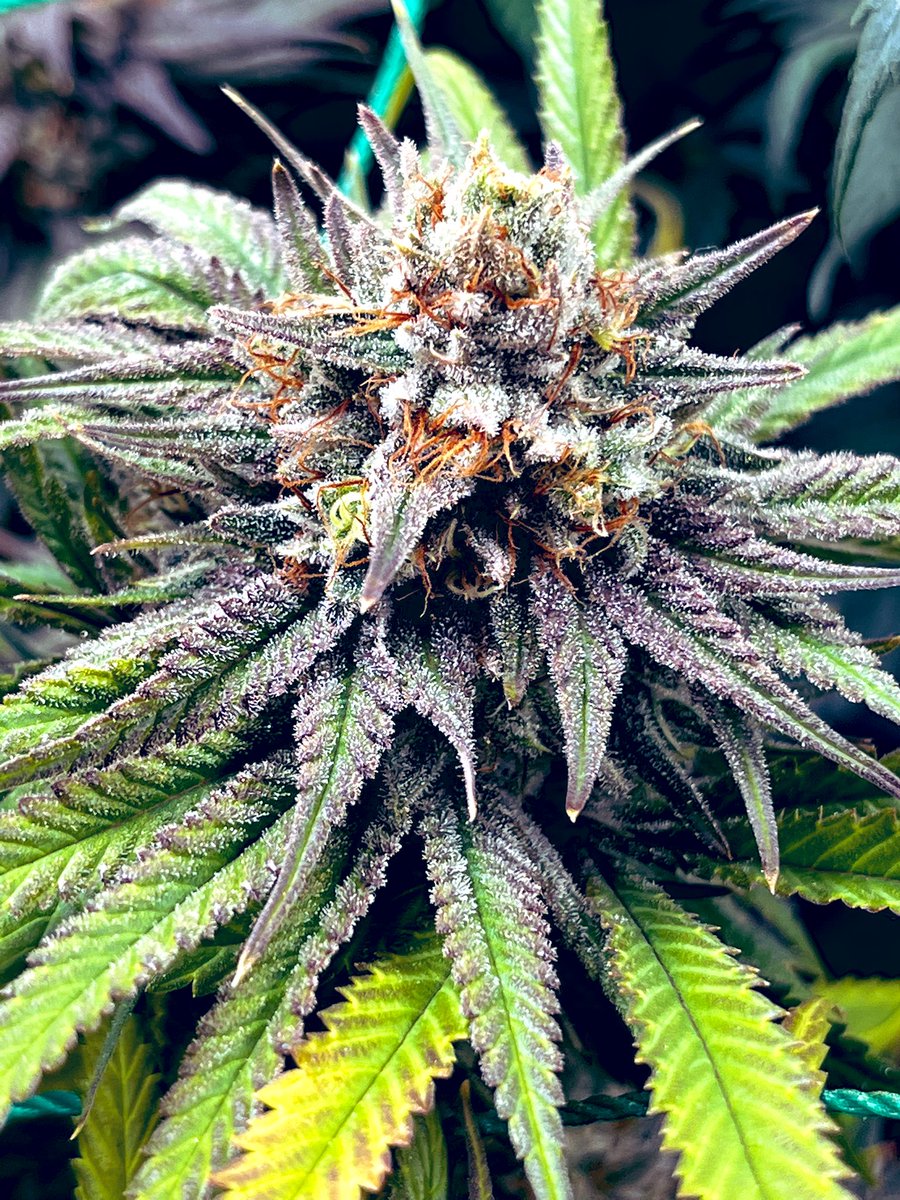 My pick of all the Dark Hollow x Arise that I’ve grown out. #6/8. Got 2 clones so she’s gonna live on! Smells Super Kushy with some cured meat. Thinking of calling it Slim Jim Kush😂👌🤦🏼‍♂️#BigBearCanna #BigBearsDen #BloomPlus #XP4000 #CannabisCommunity #Mmemberville #growyourown