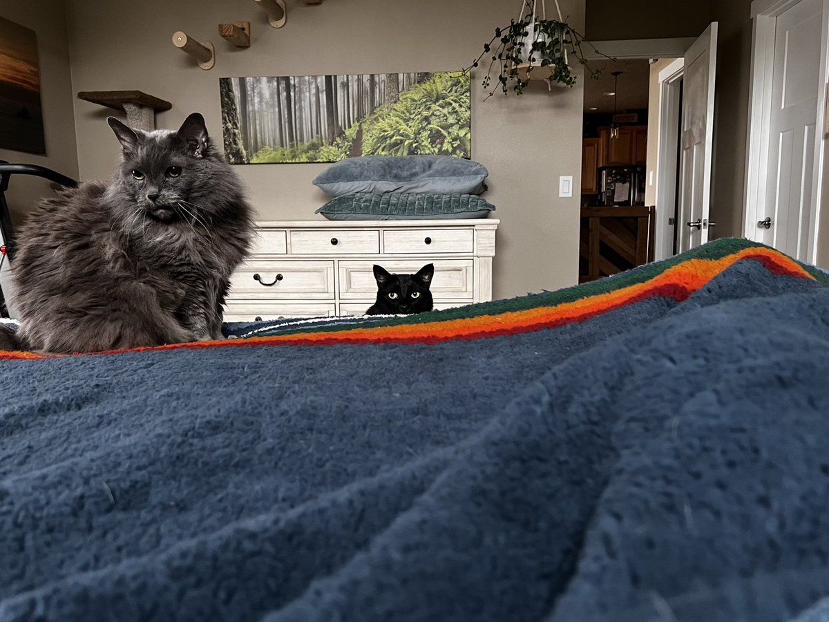 This creeper just popping up for #NationalBlackCatAppreciationDay