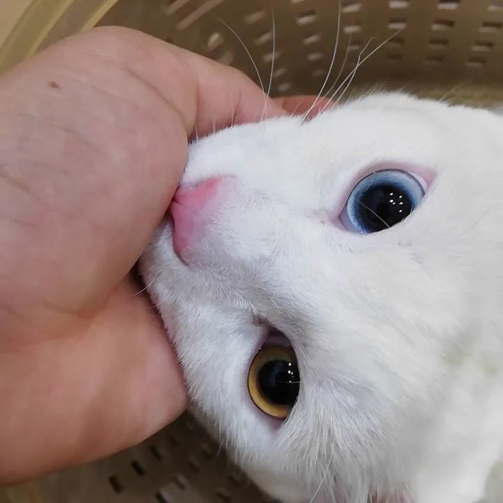 @toarutoa 私の手が映っておりますご了承ください。我が家の猫のベストショットです 