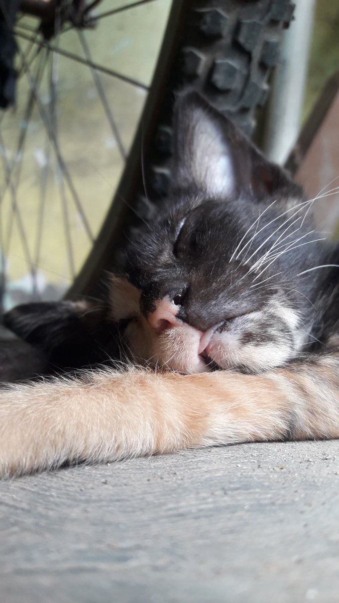 Bobo siangnya penuh gaya 💫