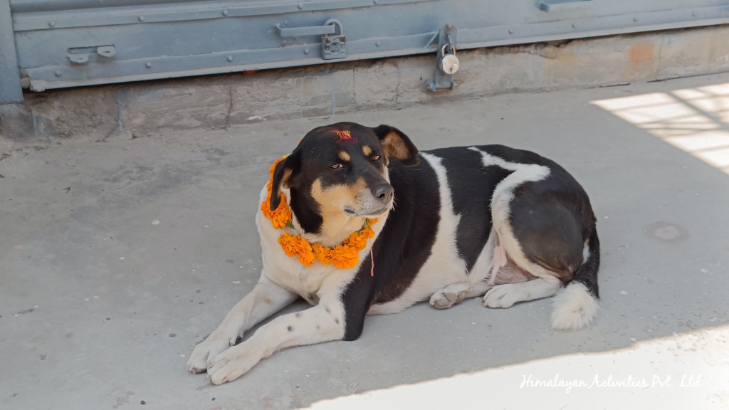 ククルティハールの日、スクーター二ケツでカトマンズ市内をまわっていたのですが、かわいい犬見っけ!と道脇に止まった瞬間、近くにいた全く面識のない犬が足元にぴょんと乗ってきてしばらく居座る、というハプニングがありました笑。こんなことってある!?