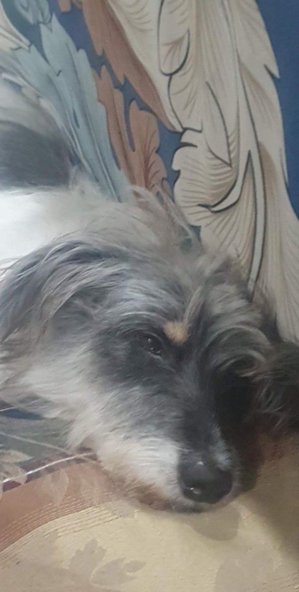 1004JK97's tweet photo. Goodbye my love 😕 Run free my little bunso 💔 Sabi ko pa naman di ako aalis at babalik ng manila hanggat di ka gumagaling :< bat ang unfair mo meko 😭 ang sakit sa puso taena bat mo ko iniwan. I love you always my big baby 💛 https://t.co/FiV5dJxXCy