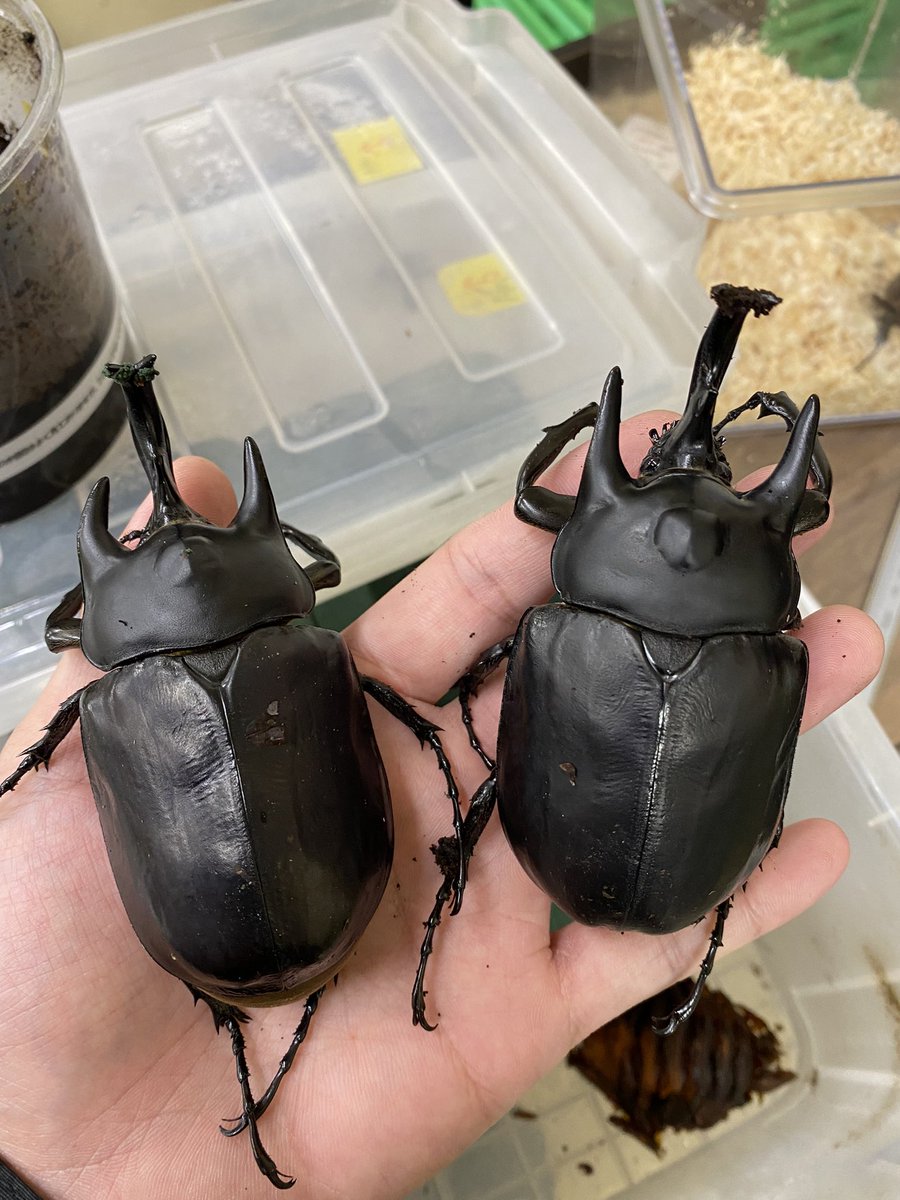 エクアドル産レックスゾウカブトペア標本 【公式通販】
