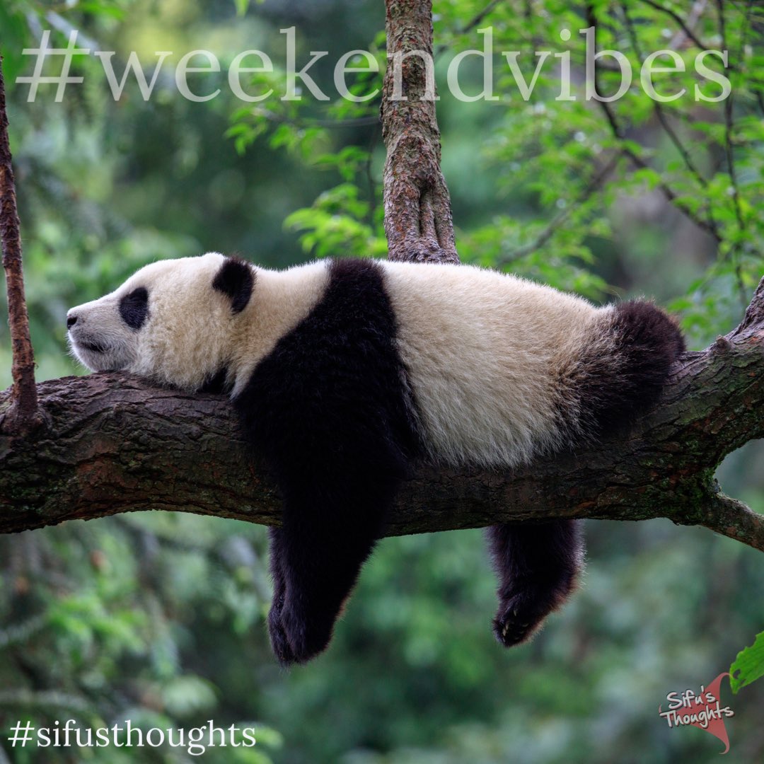 SifusThoughts's tweet photo. #rest #weekendvibes #healthylifestyle #haveagreatweekend #positivechange #sifusthoughts #evolve #bekind #mentalhealth #wingchun #ipman #yipman #kungfu #martialarts #training #motivation #fitness #adversity #fitnessmotivation #goals #eastsussex #hastings #eastbourne #bexhill https://t.co/jsAHaplWYY