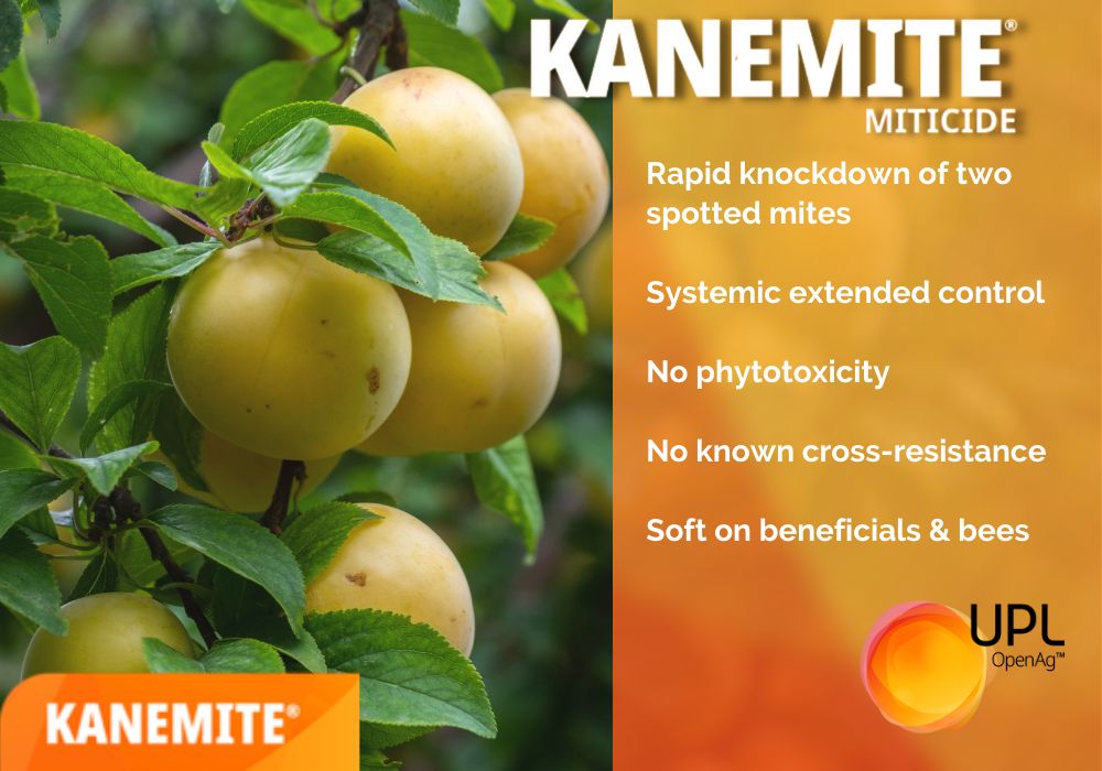 UPLAUSLtd's tweet photo. 🍐🍑 #Pomefuit & #stonefruit #growers protect your fruit from #twospottedmite damage with #Kanemite:
🍎 IPM approved
🍎 Rapid knockdown
🍎 Extended systemic control
🍎 No known cross-resistance
🍎 Soft on other beneficials
Follow the link to learn more 👉 https://t.co/NWBA7EniC2 https://t.co/TKEMlK9j1x
