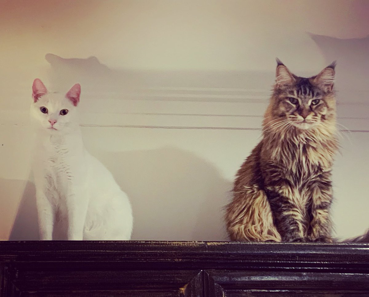 themaineluna's tweet photo. @mainecooncorner Us too! 🧡 https://t.co/QzqyjrK05z