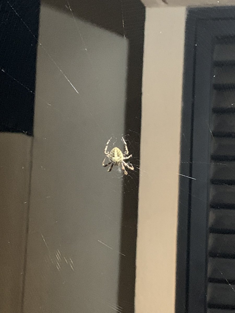 Bytespad's tweet image. Hola @Arachno_Cosas esta araña vive en mi jardín. ¿Me puedes contar un poco más de ella?