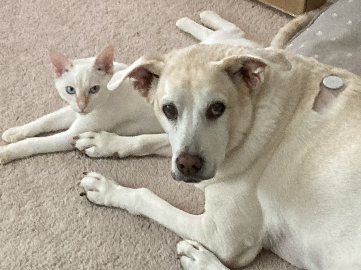 botoboymerlin's tweet photo. me and mother, she is giant but thats ok. #cat #dog #CatsOnTwitter #CatsOfTwitter #DogsofTwittter https://t.co/o8P2qFrCxU