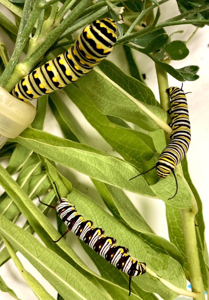 Three cat friends! 🐛 A black swallowtail, a queen, and a monarch. Each one is more stellar than the other! 🦋 💕