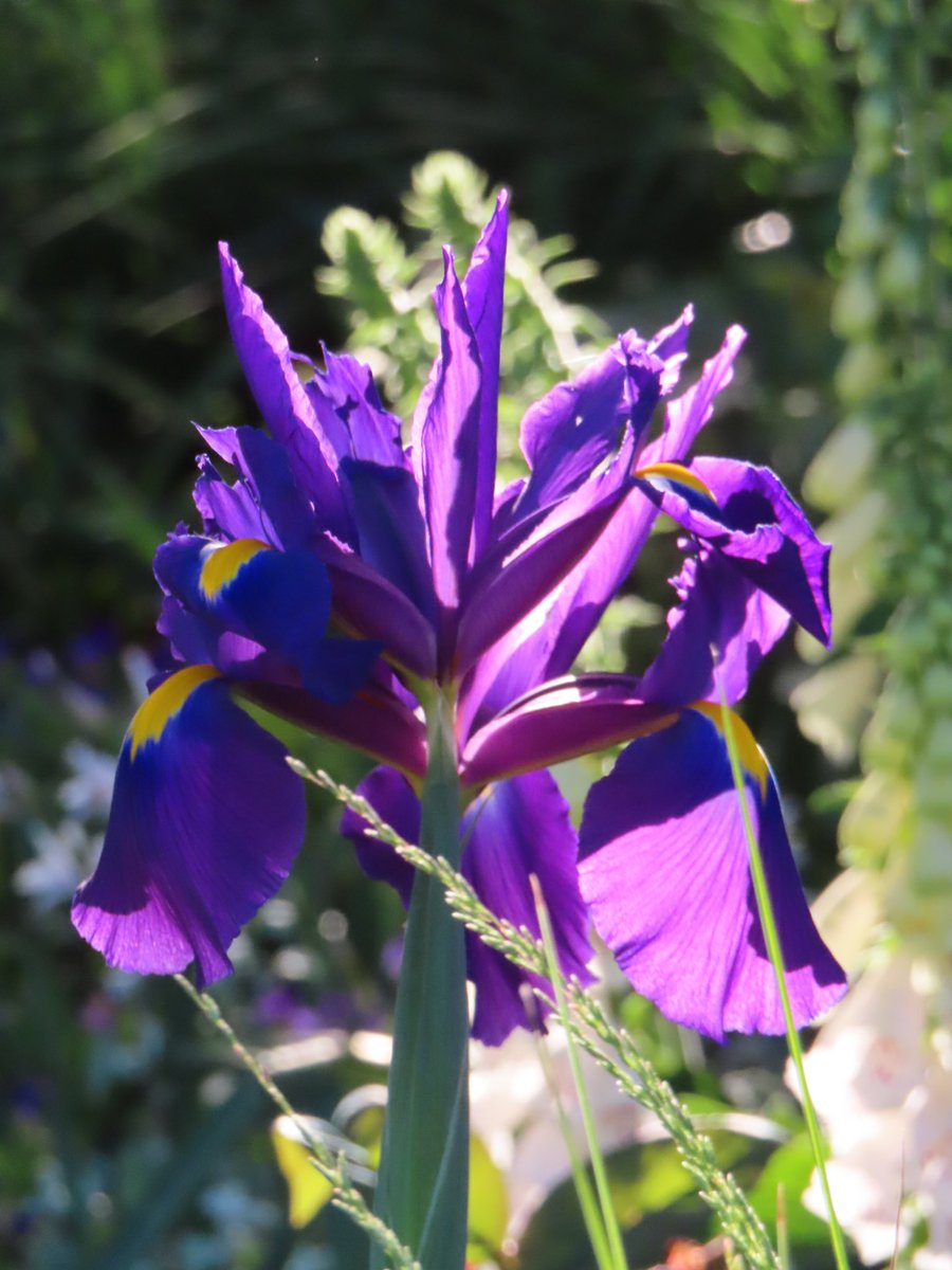 All about irises in #Canberra this month. #FowersOnFriday