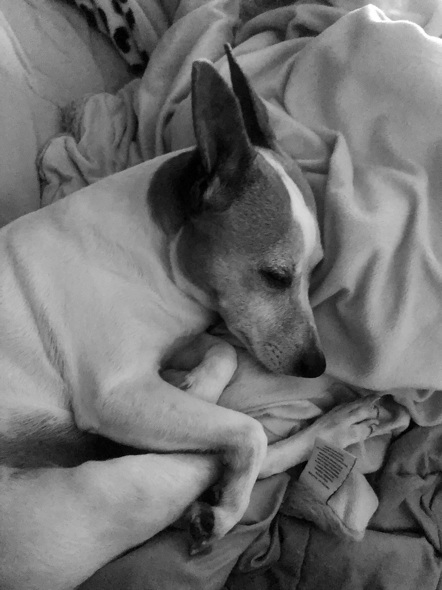 DimitriTee's tweet image. Yup, that’s my dog !!! My best friend 🐶 #Zora #JackRussel #RatTerrier #RescueDog #TheBest #Dog in The #World 🌎🏆❤️