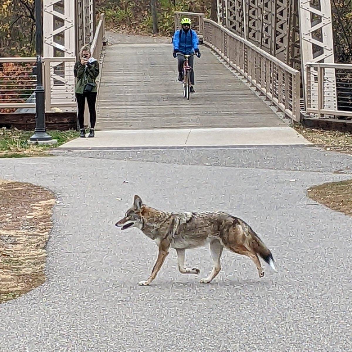 Downtown Mpls coyote makes Thursday morning rounds on Boom/Nicollet Island.