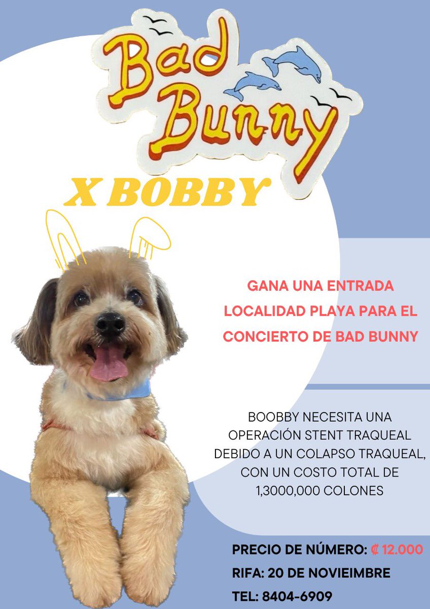 ¡Holaa!🫶🏼
Estoy haciendo una  rifa una entrada para Bad Bunny, localidad 🏝️playa súper fan🏝️
El motivo de la rifa es para ayudarle a cubrir los gastos de la operación de su mascota Bobby. Él necesita un “stent traqueal” para su dificultad respiratoria
#badbunnyxbobby