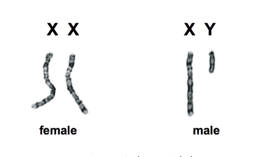 Sex Chromosomes: XX for Female and XY for Male. @APFactCheck @ReutersFacts can u fact check this? @who @cdc @CPHO_Canada ur expert opinion? @elonmusk bird is freed !🙌