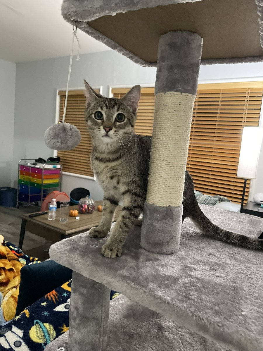 Friends of Bear Cat Rescue tweet media