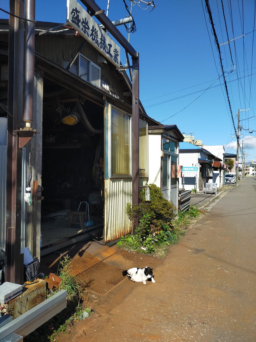 takaba_b's tweet photo. 共愛会病院近くの猫の手って
#猫 https://t.co/zjFzgwsICY