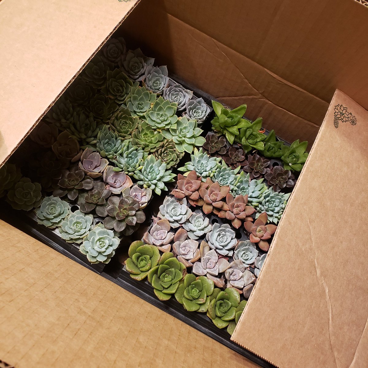 Kelly Lang (@kellydlang) on Twitter photo Unboxing parts of my next garden art club project, so excited!!! #fallcolors #weareburton students are going to love this! ๐๐ค<a href="/MrsBoudreauxWRB/">Angela Boudreaux</a> Unboxing parts of my next garden art club project, so excited!!! #fallcolors #weareburton students are going to love this! ๐๐ค<a href="/MrsBoudreauxWRB/">Angela Boudreaux</a>