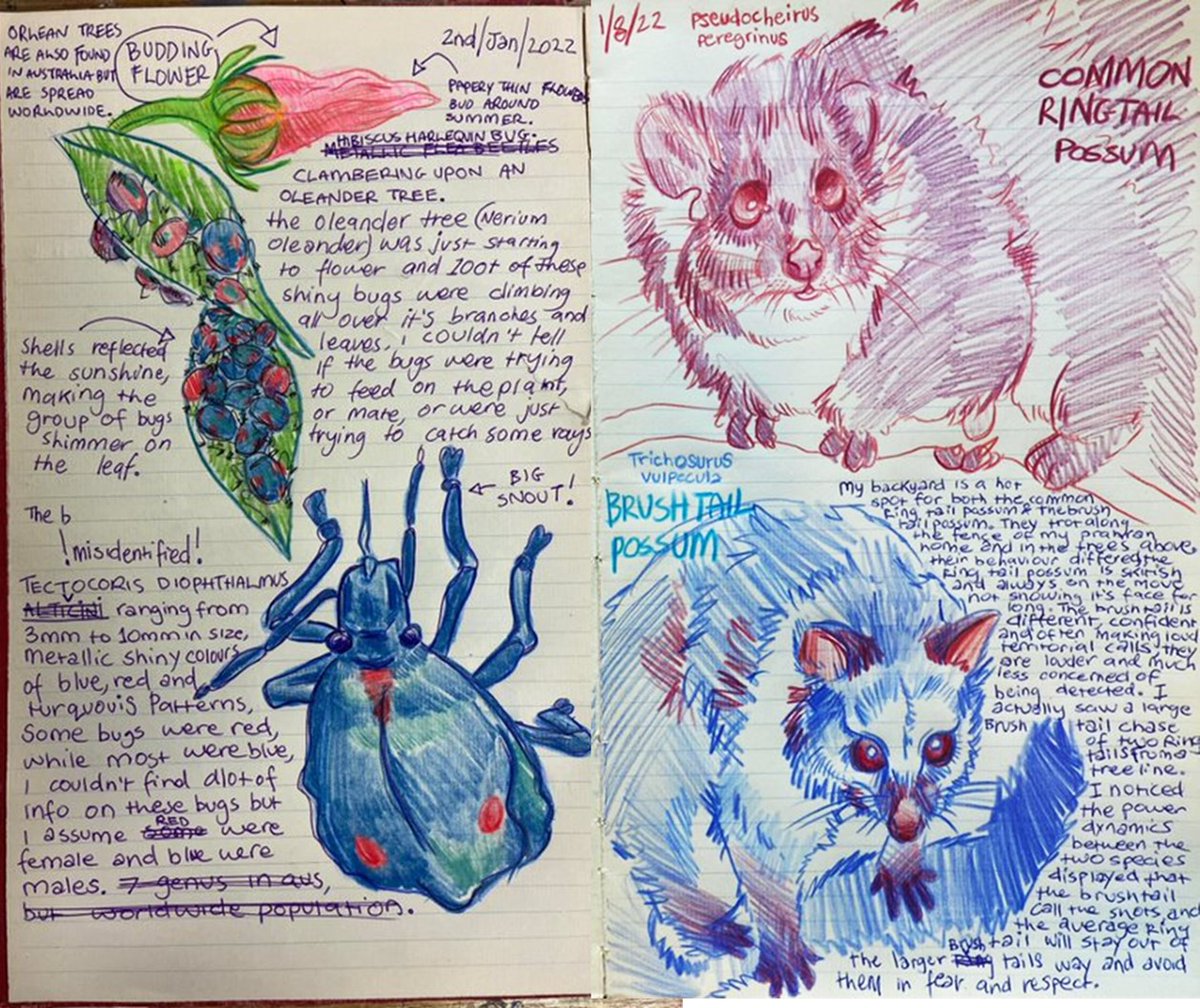 BiologyLab's tweet image. Kirra Niner's #naturejournalling brightens our day! @SciMelb @BioSci_UniMelb @unimelb
