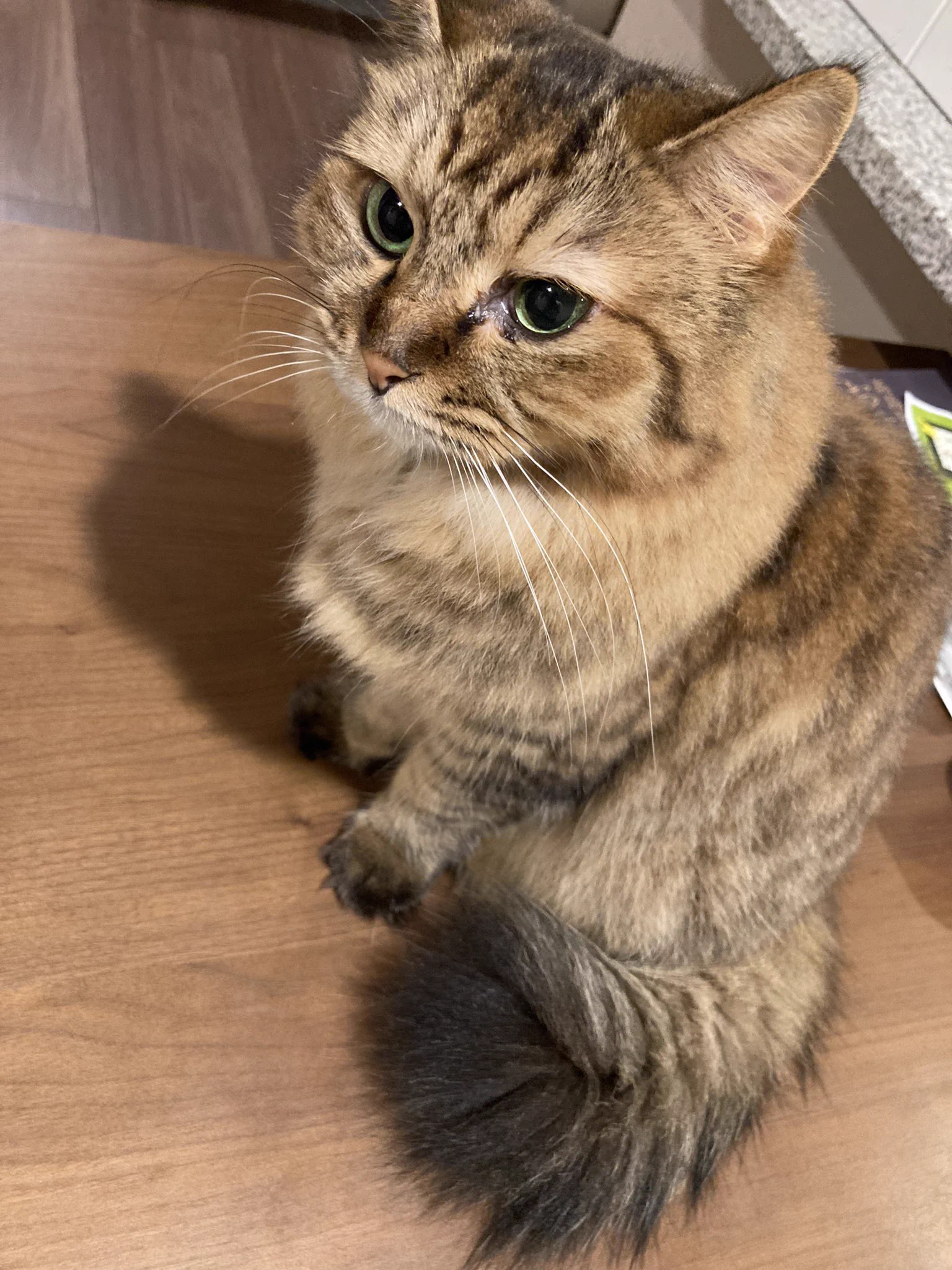 @toarutoa ネコはかわいい 