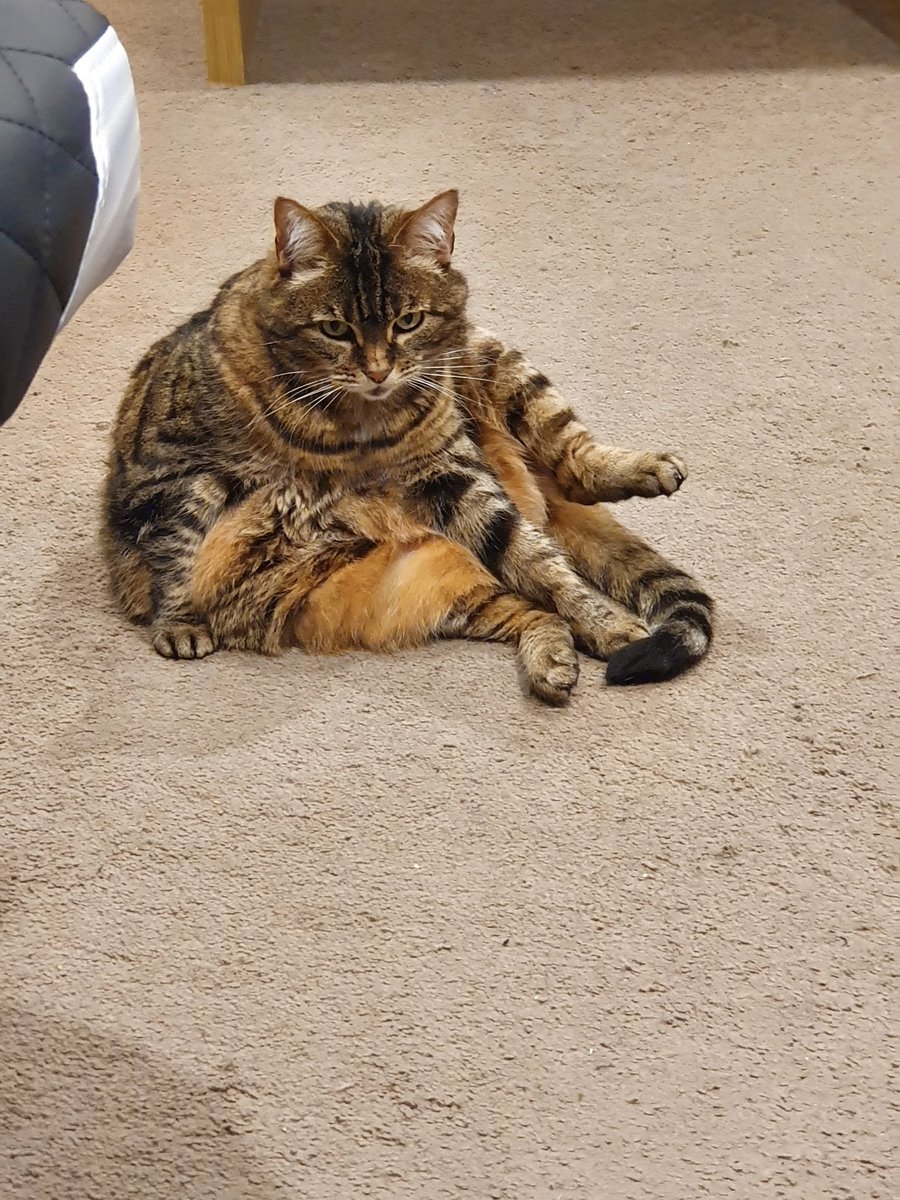 stefenyisme's tweet photo. @KageSatsuki She likes to blob about https://t.co/lfaPeg7BqK