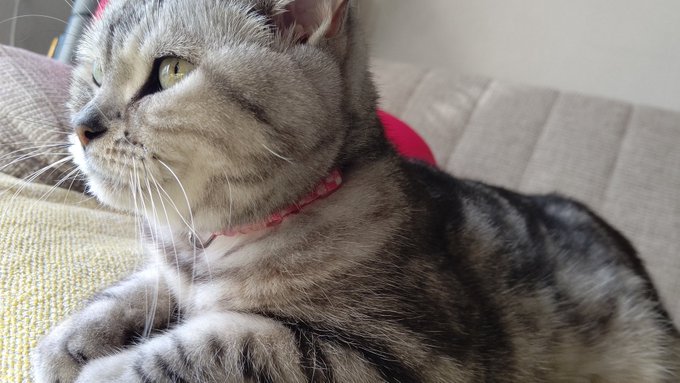 これは横でゴロゴロいってるねこ 