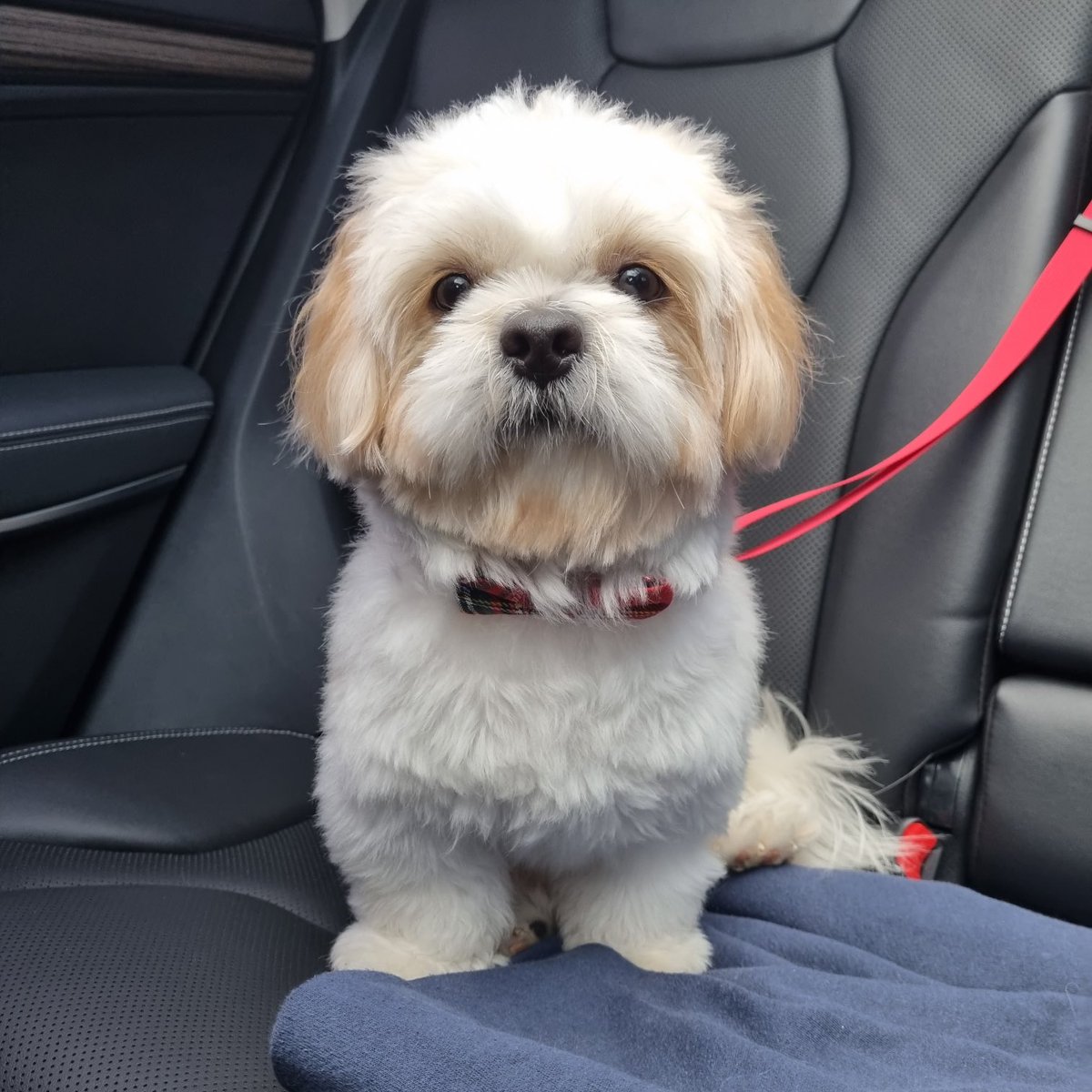 camcgallo's tweet photo. The Goodest &amp; Handsomest Boi! 🥹🐶 https://t.co/xwjRMog1XP