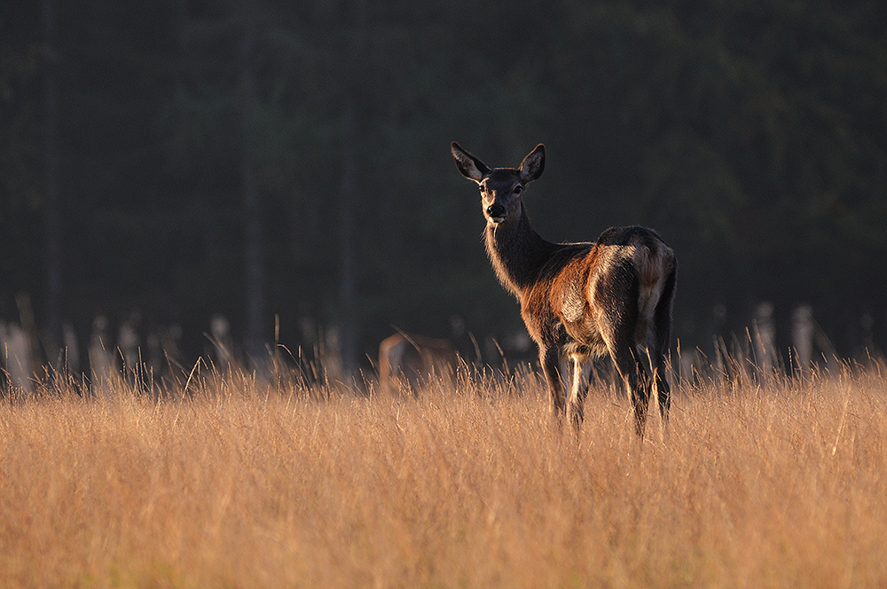 A Year with Deer tweet media