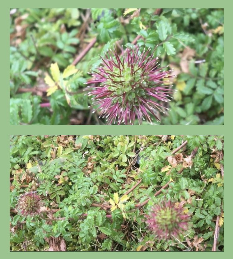 Pirri-pirri-bur. Acaena novae-zelaniae. Introduced from NZ & Australia on wool. Forms mats to 15cm high. Stem: reddish & hairy. Leaves: 4-6 pairs, toothed leaflets, glossy dark above, paler below. Flowers: 4 greenish sepals, no petals. Fruits: barbed reddish spines #AutumnWatch
