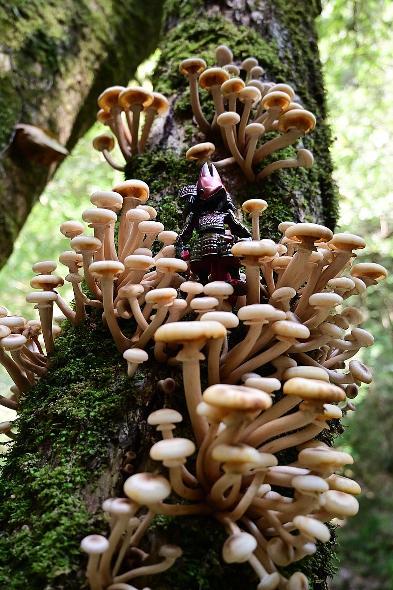 小島秋彦 シナノキ アクリルペイント マッシュルームスタンド 木彫り