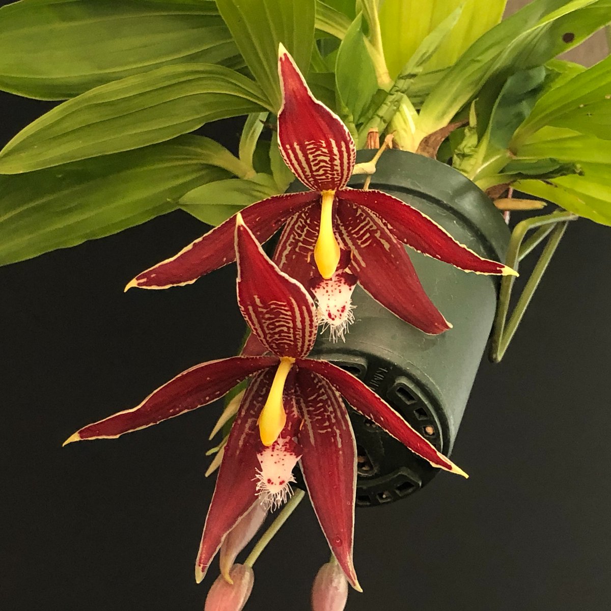 kokusai_nursery's tweet photo. Paphinia neudeckeriが咲きました！
herreraeやMajesticのような大きな花ではありませんが、一度に咲いてくれませんでしたが、まだ若い花芽が３本くらいあって長く楽しめそうです。

#orchid #ラン #蘭 #らん #kokusainursery #国際園芸 #meow #国際園芸で開花中 #JOGA #Cosmo_series #伊勢原 https://t.co/PnsYukLUUG